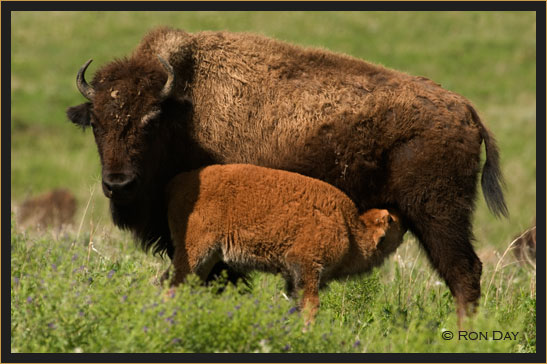 American Bison Calf Nursing Cow